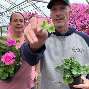 How to Properly Clean Up Geraniums