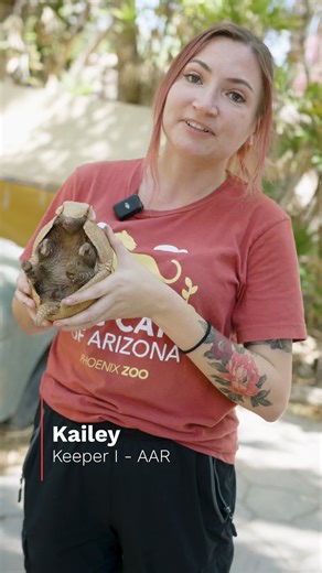 Did you see the size of the claws on that armadillo?! 😳 Today is #InternationalArmadilloDay and we are talking about the importance of armadillo conservation around the world. While we don't have a giant armadillo at the Zoo, we do have smaller armadillos, such as Buttercup, who resides in our Ambassador Animal Resources program! | Phoenix Zoo
