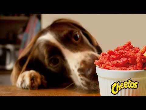 Can Dogs Eat Cheetos? - Are Hot Cheetos Bad for Dogs? - CHEETOS FLAMIN HOT - Harmful food for Dog
