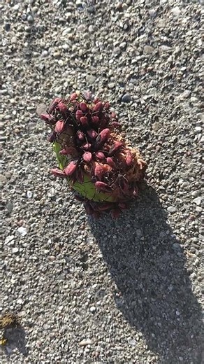 The Feast of the Box Elder Beetles