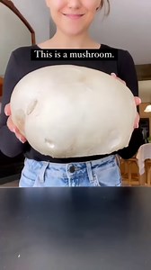 😳Have you ever seen a puffball mushroom? Thanks for the tip @plantyou 🙏 These enormous white mushrooms grow across North America, commonly found in meadows, farmer’s fields and golf courses. 👩🏻‍🍳We cleaned off any bugs and dirt, sliced, removed the skin, and braised in vegan butter and garlic. It was kind of rubbery - so we decided to try something else. This time, we coated in aquafaba, then bread crumbs, and baked for half an hour, finally tossing in hot sauce. PUFFBALL DELICIOUSNESS! Thi