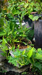 Kangkung saya kali ini kena serangan kumbang. Kumbang ni susah nak hapuskan sbb bila kita spray neem oil, dia terbang dan lari (tak kena neem oil tu). Kemudian dia datang balik. Bolehlah nak repel (halau) dengan sembur cuka kayu, tp jenuh nak sembur setiap hari 😂 Bila bau hilang, dia datang balik. Maka saya fikir, jalan paling mudah adalah letak net. 🌱 Link utk biji benih kangkung dan pasu dengan takungan air: https://mycollection.shop/hamizah1522 (atau blh tengok komen video ini). 🌱Pasu tu s