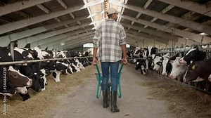 African American adult man farmer walking inside the barn pushing wheelbarrows between cows in stable. Work in livestock. Rear of male worker working in barn. Cowshed domestic farm