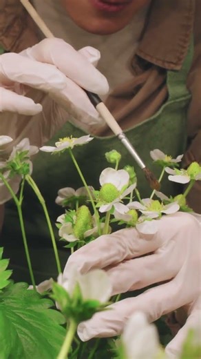 When Pollination Is Disrupted #pollination