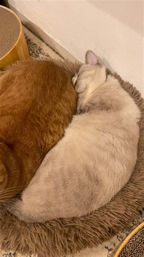 シャムオのスヤスヤな一日｜大阪の保護猫カフェ