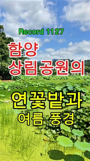 함양 상림공원, 연꽃 향기 속 아내와 함께한 힐링 산책, 연꽃 향기 따라…