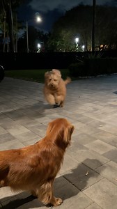 706K views · 33K reactions | Luna just goes along with it at this point. @lunathatgolden #goldendoodle #funnydog #goldenretriever | Brodie That Dood | Facebook