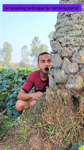 an amazing technique for catching parrot #comedy #funny #birds