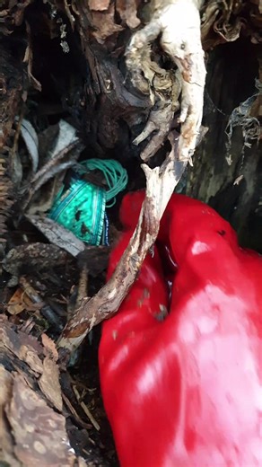 Ancient finding inside old tree