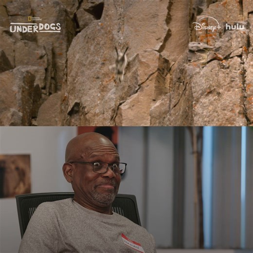 No empty nest syndrome here! Don't miss #Underdogs, narrated by Ryan Reynolds, Sundays at 9/8c on National Geographic. Now streaming on Disney and Hulu. | National Geographic TV