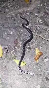 Ularlaut paling berbisa