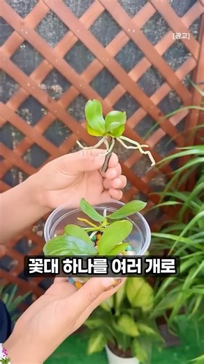 How to Propagate Moth Orchids from a Single Flower Spike (feat. Garlic) #Gardening #PlantCare