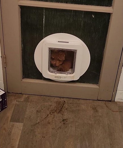 Rusty learning how to use doggy dor part 2 #dog #puppy #doggydoor #dogtraining #training #learning