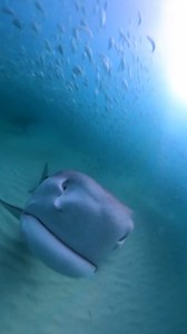 18K views · 41 reactions | Looks like Shark Tale 2 came early. | News.com.au | Facebook