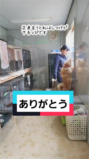 今日のライブ配信より#香川県 #保護犬 #終生ボランティア #アニスマ #CapCut