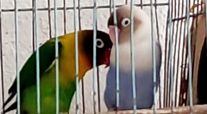 Bird's Hilarious Dance Performance To Backstreet Boys Goes Viral