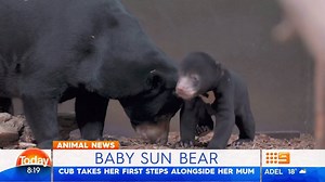 Here's a video of a cute little baby sun bear for your Saturday morning! #9Today | TODAY