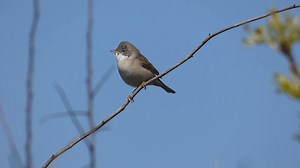 Lesser whitethroat singing (Curruca curruca) | BIRDS & Nature