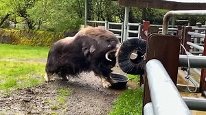 Whoa! Watch as Hudson the muskox charges his sweeper brush in slow-motion. The base of muskoxen horns can absorb the shock from impact, helping to protect their brain. 📷: Keeper Russell | Point Defiance Zoo & Aquarium