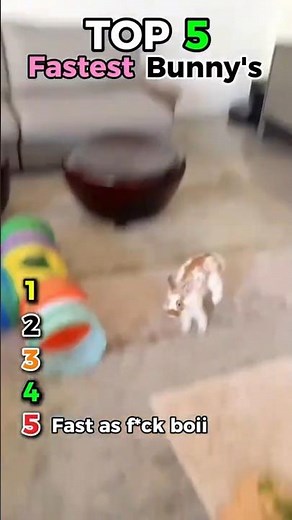 Top 5 Fastest Bunnies Alive 🐰💨#bunniesoftiktok #BunnyRace #CuteAnimals #AnimalShort #SpeedChallenge