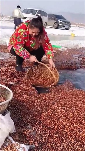 Cleaning process of hazelnuts in ice water