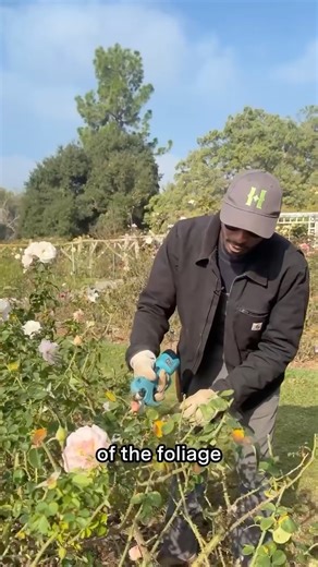 The Huntington on Instagram: "Roses need time to rest too 🥺🥀 It's pruning season, which means the Rose Garden will look a little different over the coming weeks. Learn more about why we prune our roses and when you can expect spring blooms with curator Stephen."