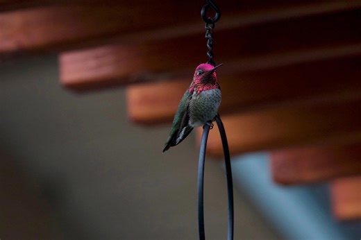 Hummingbirds spotted in Nevada this spring. How to see more