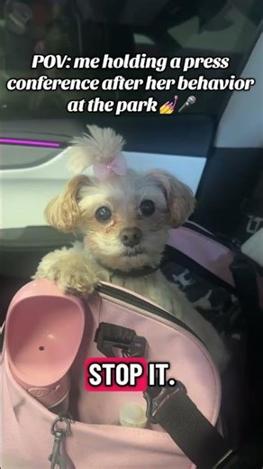 @miiameets: I swear she understands… she just doesn’t care 😭 • #dog #doglover