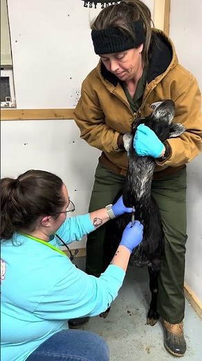 Goat blood draw and iv injection