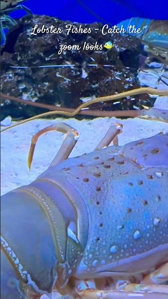 Epic Lobster Catch 🦞 | Fishing Zoom Look | Viral Shorts #lobster #seafood #shorts