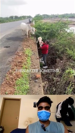 Man saved a baby cow… Mother cow's relief 🥺🐄❤️#shorts