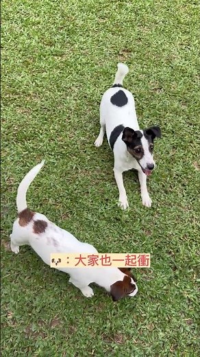 POV JRT Mega Meetup! 傑克羅素大集合 🌪️💥🐾