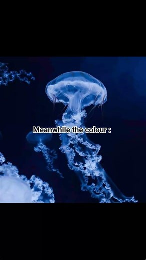 navy blue⚗💙✨🐳#shorts#fyp#trend#like#blackpink#aesthetic#bts#viral#subscribe#1million#1k#yt#kpop#love