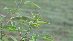Vitex negundo plant. Its other name Chinese chaste tree, five-leaved chaste tree, horseshoe vitex, nisinda and Nirgundi. It is a large aromatic shrub. It is an Ayurvedic medicine.
