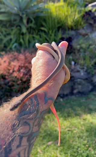 ALBINO & 100% HET OLIVE PYTHONS😍 These guys are hands down one of my favourite species. Our Wild type Hets are absolutely beautiful with their unique scale pattern and iridescence but OMG it’s pretty hard to beat the magnificence of an Albino Olive👌more than half the clutch have had their first feed. | Shire Reptiles