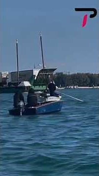 Bottlenose Dolphin Appears in Venice Lagoon, Activists Warn of Dangers