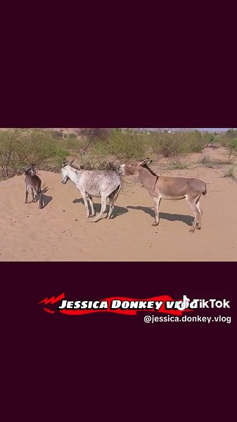 First Time Orange Donkey Breeding Guide