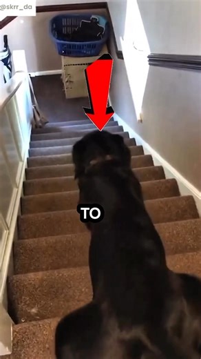 This Dog’s Fun Slide Took a Shocking Turn 😳🐶