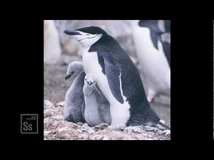 Science in Seconds - Homosexual Animals