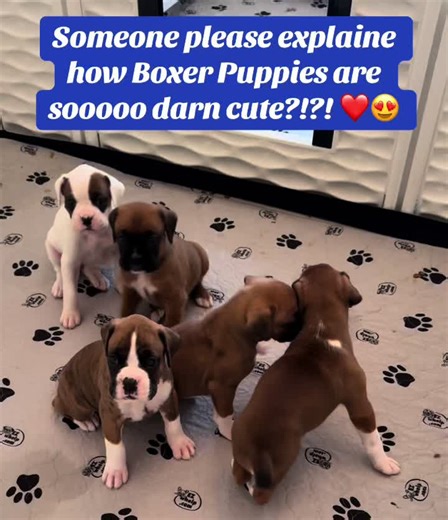 Boxer Puppies: The Cutest Companions Ever!