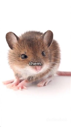 Mouse Pad Misunderstandings: A Sarcastic Take.