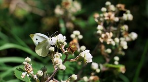 蝴蝶 昆虫 关闭 - Free video on Pixabay