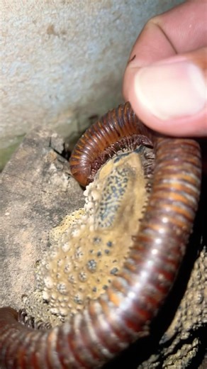 Toad vs Millipede behind bathroom with strange power crawls #animals #insects #shorts