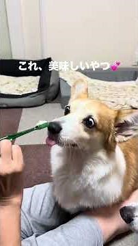 犬用奇跡の歯ブラシを試した