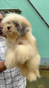 27K views · 370 reactions | Lhasa Apso Puppy  #dog | Sandha dip | Facebook