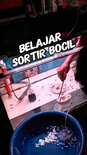 Sorting Goldfish Fry