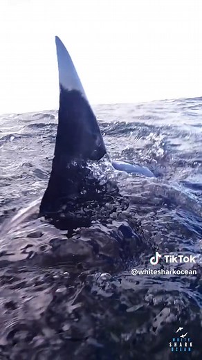 Great White Shark Shows Jaws #greatwhitesharks #greatwhite #sharks #sharkweek #sharkdiving #sharkfishing #sharklover #savesharks