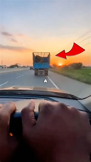 Tigers Begged Him to Save Their Cub… Then This Happened 😭🐯