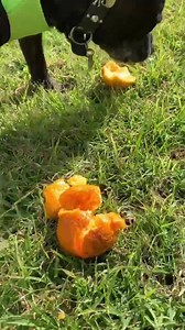 19K views · 825 reactions | Last nights prep for today’s pour. | Tonka the Concreter | Facebook