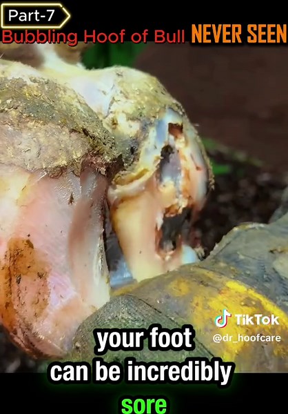 800kg Bull serious hoof injury #hoofcare #bull #injury #fyp #hoofgp | bull